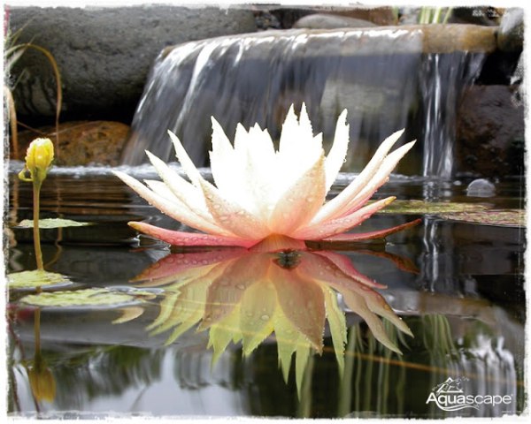lotus with water fall lotus with water fall