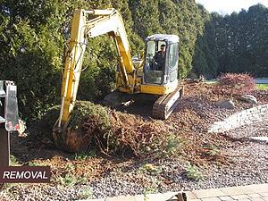 Removal of Shrubs Backyard Transformation