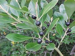 inkberry_holly Plants with Winter Interest