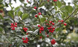 blue_princess_holly Plants with Winter Interest blue_princess_holly Plants with Winter Interest
