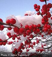 Winterberry-Holly_1 Plants with Winter Interest