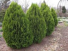 berckmans_golden_arborvitae Plants with Winter Interest