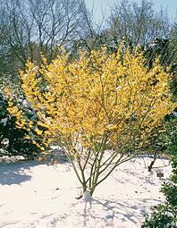witchhazel-late-winter Plants with Winter Interest