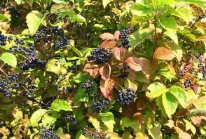 blue_muffin_viburnum Plants with Winter Interest