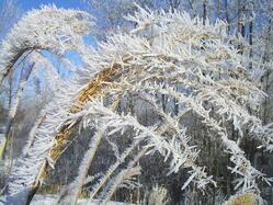 ornamental_grasses Plants with Winter Interest