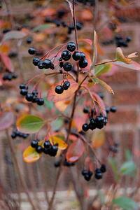 black_chokeberry Plants with Winter Interest
