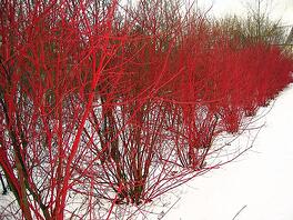 red_twig_dogwood Plants with Winter Interest