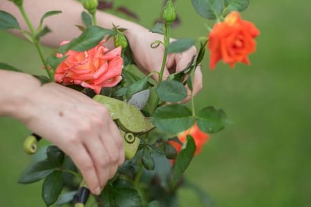 proper-pruning-techniques-flowers