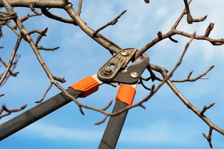 proper-pruning-techniques-trees