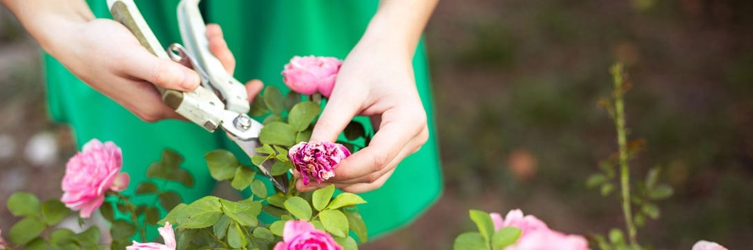 Getting Your Yard in Shape: Proper Pruning Techniques