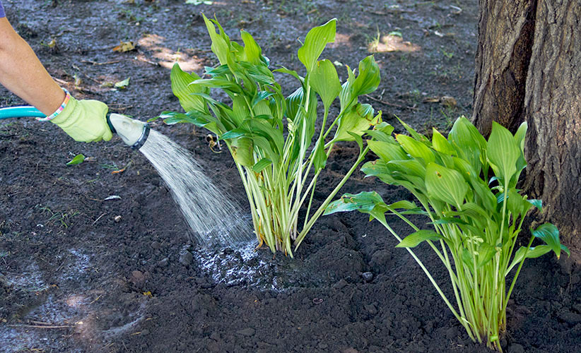 Watering Tips to Avoid Summer Heat Drought